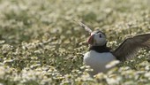 Puffin in flowers