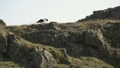 Gull on cliff