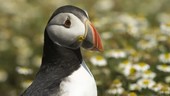 Puffin looking around