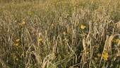 Field of wheat