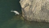 Seal by cliffs