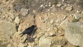 Red-billed chough