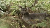 Fallow deer buck in bracken