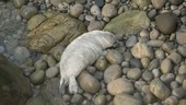 Young grey seal on pebbles