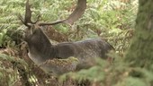 Fallow deer buck in bracken