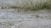 Redshank on beach