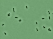 Penicillin killing E. coli bacteria, timelapse