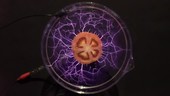 Tomato viewed with Kirlian photography