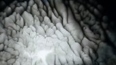 Dynamic liquid flow patterns, time-lapse footage