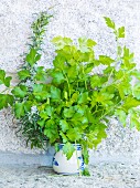 Fresh herbs in a ceramic pot in front of a stone wall