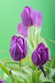 Purple tulips against green background