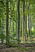 The panoramic 'Kassel-Steig' hiking trail at Mühlenberg near Nieste, Kassel, Germany