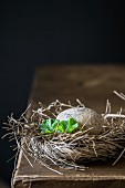 Egg in nest of twigs against black background