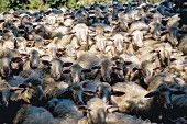 A herd of sheep in Tuscany, Italy