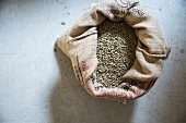 Unroasted coffee beans in a jute sack