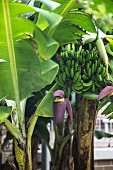 Banana Flower on Tree