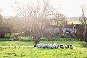 Schafherde auf einer Weide vor einem englischen Bauernhof