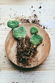 Opuntia microdasys cactus on wooden plate