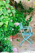 Blue garden chair next to large hydrangea in garden