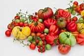Various sorts of tomatoes on white background