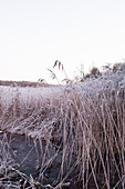 Frozen reeds next to frozen stream in wintry landscape