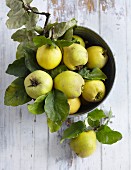Quince with leaves in a bowl