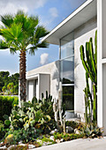 Palm trees and cacti in rock garden outside modern architect-designed house