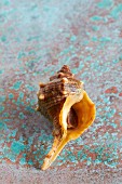 A snail shell