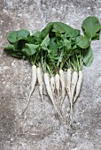 Icicle radishes with leaves on a grey background