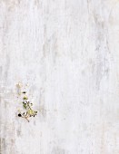 Leer gepflückter Zweig von Aroniabeeren auf weißem Holzuntergrund