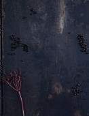 Elderberries on a black background