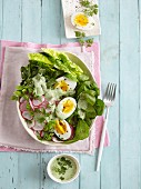 A spring salad with radishes, spinach, sorrel, and boiled eggs - 'spring awakening'