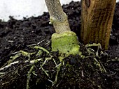 Rooting graft for hybrid aubergine