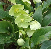 Helleborus argutifolius