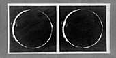 Total solar eclipse, 7 August 1869, stereoscopic card