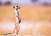 Meerkat