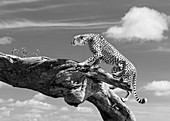 Cheetah on a log
