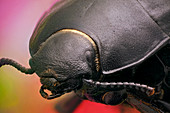 Erodius beetle