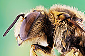 European wool carder bee