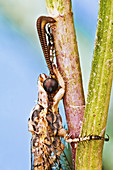 Antlion