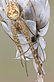 Spider on a wild flower