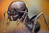 Soldier ant