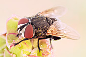 Fly covered with pollen