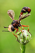 Thick-headed fly