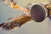 Crane fly head