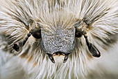 Flower beetle head
