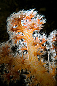 Backlit Soft Coral
