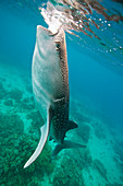 Injured whale shark feeding