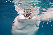 Whale shark feeding, Bohol Sea, Philippines