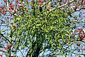 Mistletoe (Viscum album) with berries